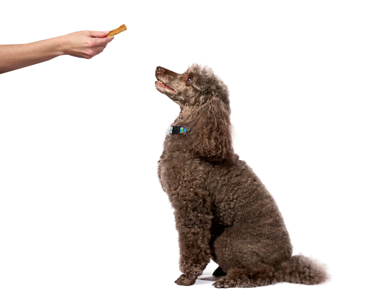 CBD Triple Bag Dog Supplements
